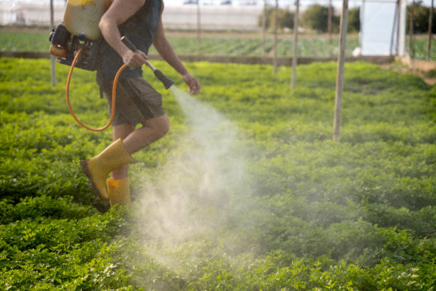 Best Ant Control Services  in Woodbury Center, CT